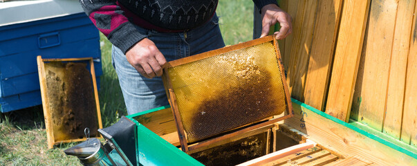 A farmer on a bee apiary holds frames with wax honeycombs. Planned preparation for the collection of honey.