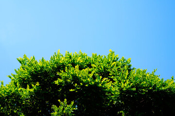 vibrant tree leaves and the sky