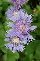 A purple flower with feathered petals