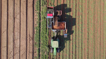 Carrot harvesting using agricultural machinery harvesting equipment. 