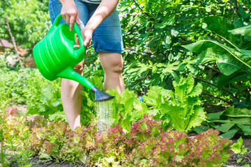 Fototapeta premium Young woman is watering plants in the garden on a summer day , the concept of gardening and farming agriculture
