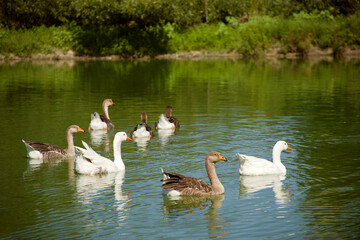 Domestic geese and ducks swim in the lake on a summer sunny day