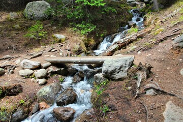 Colorado forest stream