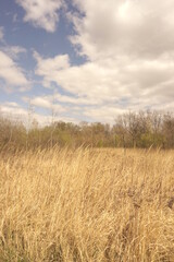 Obraz premium wheat field and blue sky