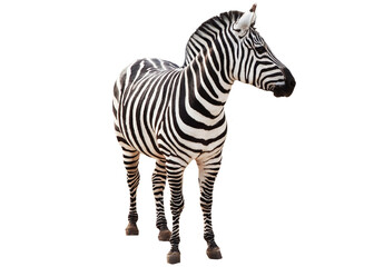 Zebra isolated on white background. Zebra full length cutout - obrazy, fototapety, plakaty