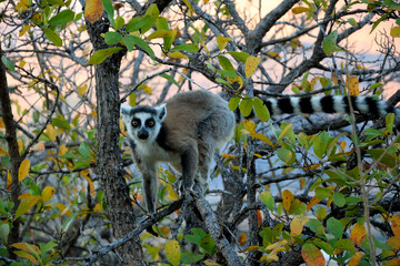 LEMUR FROM MADAGASCAR. ENDEMIC SPECIES.