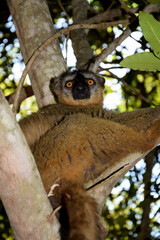 LEMUR FROM MADAGASCAR. ENDEMIC SPECIES.