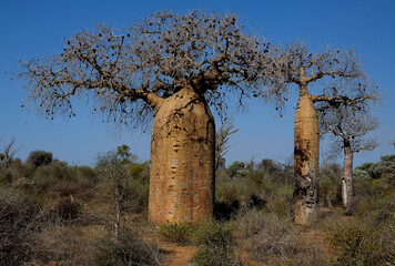MADAGASCAR BAOBAB TREES, EMBLEM OF MALAGASY FLORA.