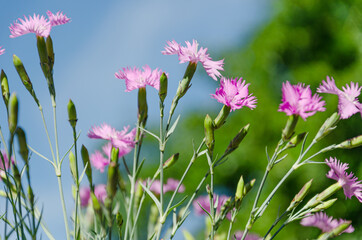 Little blooming pink carnations against blue sky in the flower garden. Summer floral background