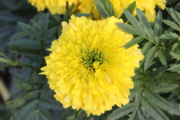 yellow dandelion flower