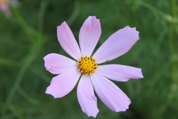 Obraz premium pink flower in the garden