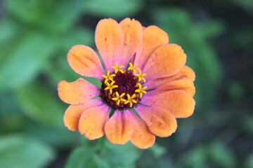 orange dahlia flower