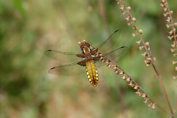 Broad-bodied Chaser on a dried flowers.