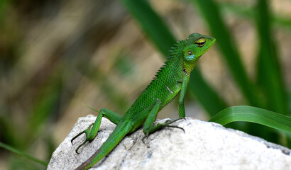 SRI LANKAN GREEN LIZARD ON THE STONE. 