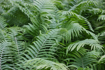 Green fern leaves 