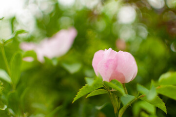 Fresh pink Rugosa Rose flower on light floral blurred background with copy space. Rosa rugosa.