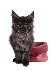 Majestic black smoke Maine Coon cat kitten, standing in front of pink velvet bag. Looking towards camera with golden brown eyes. Isolated on white background.