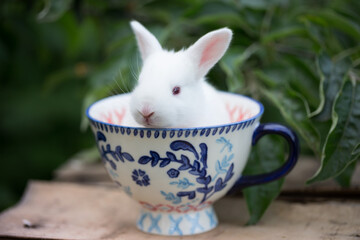 little white rabbit at the cup