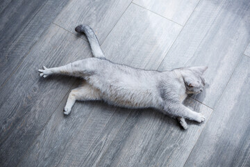 A big gray fluffy cat lies on the floor. The concept of pets.