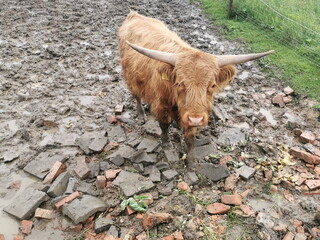 Scottish highland race. Cows graze on a muddy paddock.