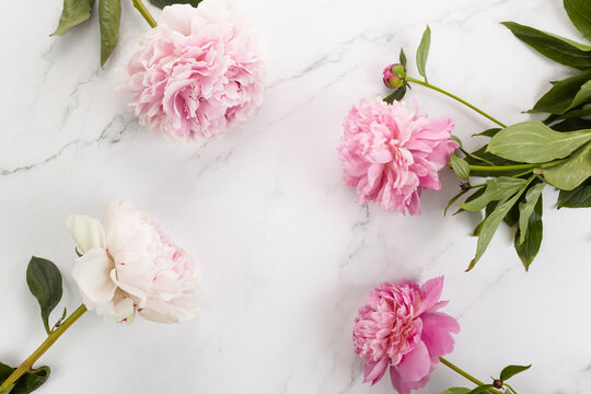 Beautiful pink peonies on marble background top view, flat lay