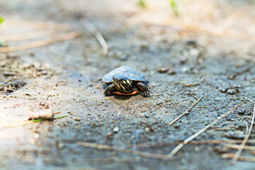 Baby painted turtle found near wetlands in Ontario, Canada. 