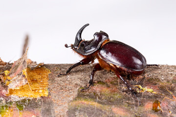 Oryctes nasicornis on the white background