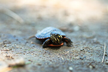 Baby painted turtle found along the road. These little guys are often found during late spring and early summer near environmental conservation areas or any wetland in Ontario, Canada.