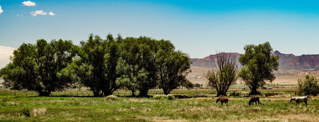 Wild Horses