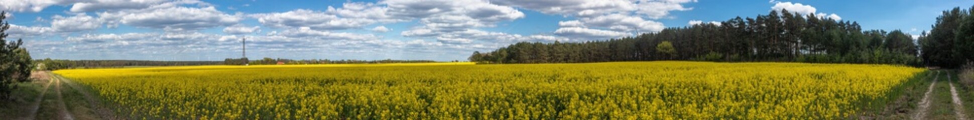 Rape field near Ressen, Brandenburg, Germany