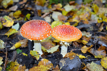 Obraz premium Two red flies agaric (Amanita muscaria (L.) Hook.) grow close to each other