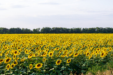 Obraz premium field of sunflowers