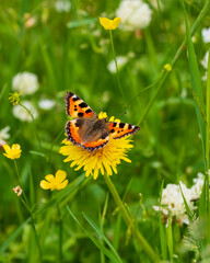 butterfly on a yellow flower