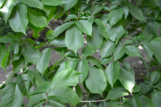 Background from hornbeam elm leaves (Ulmus glabra Huds.)