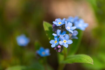 Beautiful tiny blue forget-me-not flowers in the forest