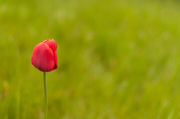 Red blooming Triumph Tulip flower on a blurred spring background with copy space. Tulipa Triumph.