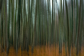 Abstract forest landscape. Motion blur trees background