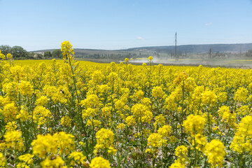 Rapeseed field on a bright Sunny day. Summer landscape with yellow flowers. Growing an agricultural product. Rapeseed oil. Mustard and canola are the differences.