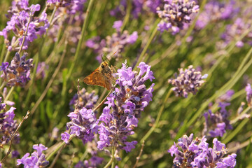 a little butterfly at a purple lavender flower closeup in the garden in summer