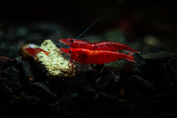 Nice red neocaridina shrimp pets in freshwater aquarium 