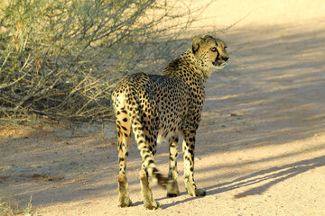 THE GUEPARD IN THE ETOSHA NATIONAL PARK IN NAMIBIA

