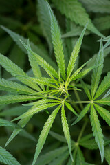 Naklejka na ściany i meble Cannabis. The concept of Indoor grow marijuana. Beautiful leaves of marijuana cannabis plant