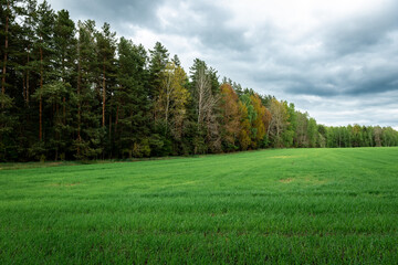 Green field near forest in spring.