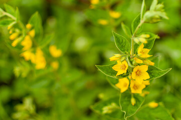 Blooming Yellow Loosestrife flowers on floral blurred background with space for text. Lysimachia punctata.