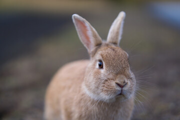 wild rabbit