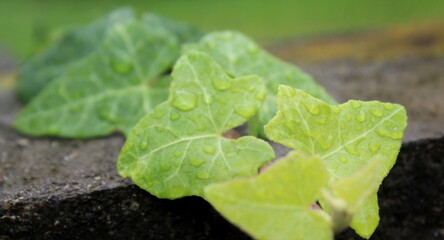 Foglie di edera bagnate dalla pioggia in autunno