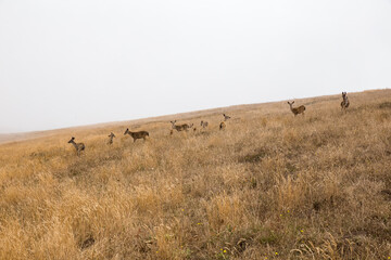 grazing mule deer on hillside in Point Reyes National Seashore, California	