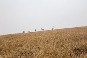 deer on top off foggy hill at Point Reyes National Seashore, California	