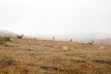 Fototapeta premium herd of deer on foggy hills at Point Reyes National Seashore, California