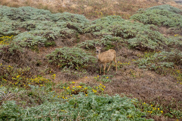 Obraz na płótnie Canvas deer on green hillside in Point Reyes National Seashore, California